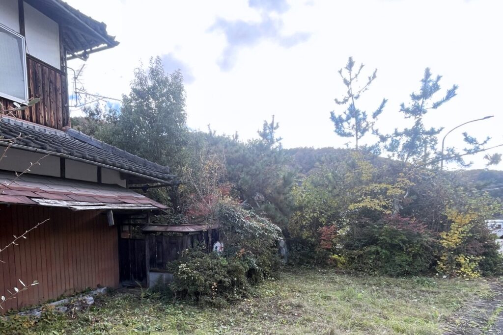 建物南側道路沿いの植物　作業前