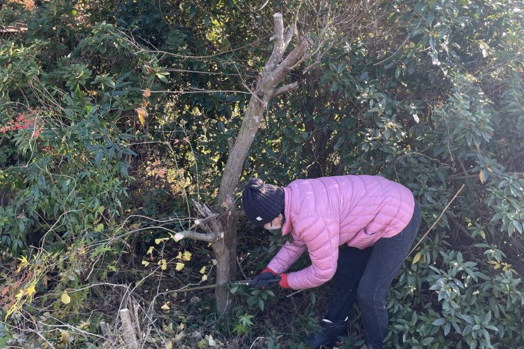 木を切る　作業の様子