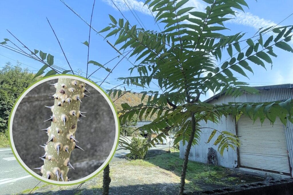 空き家棘タラの木　危険な幹