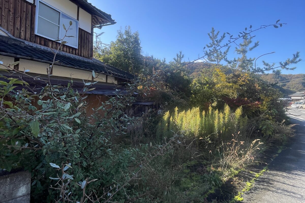 荒れた庭の雑草を自分達できれいにしてみた