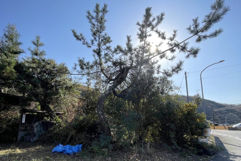 道路沿い植物作業前