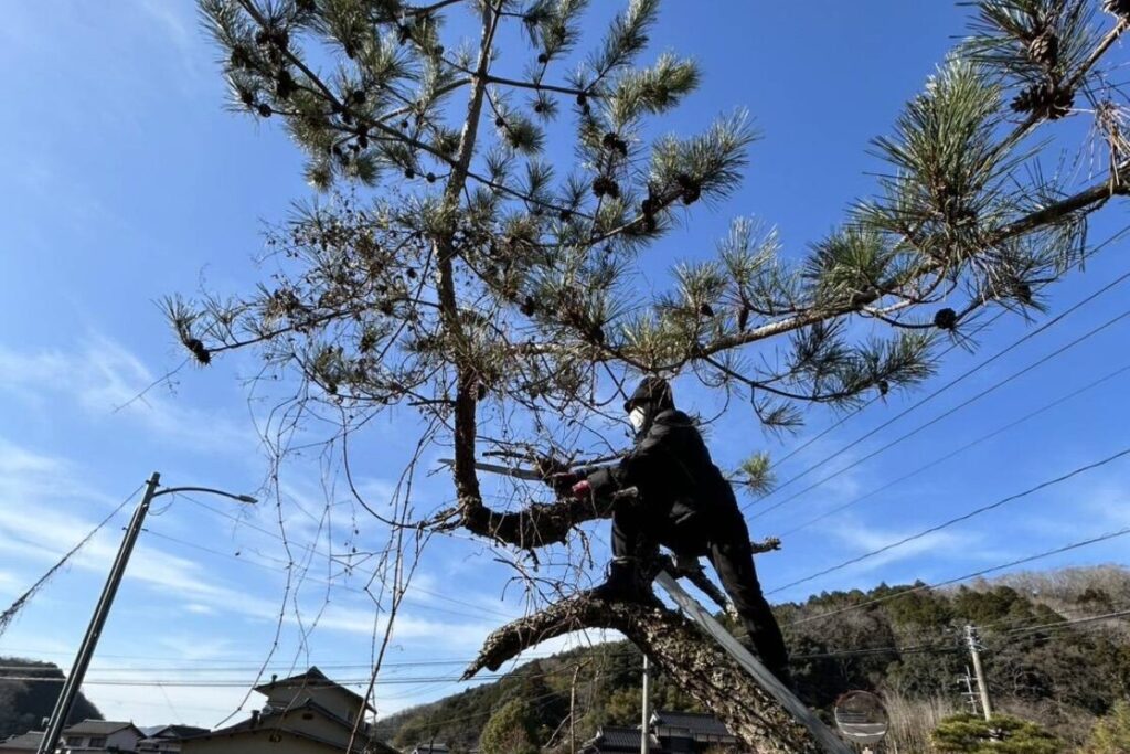 松枝切り作業
