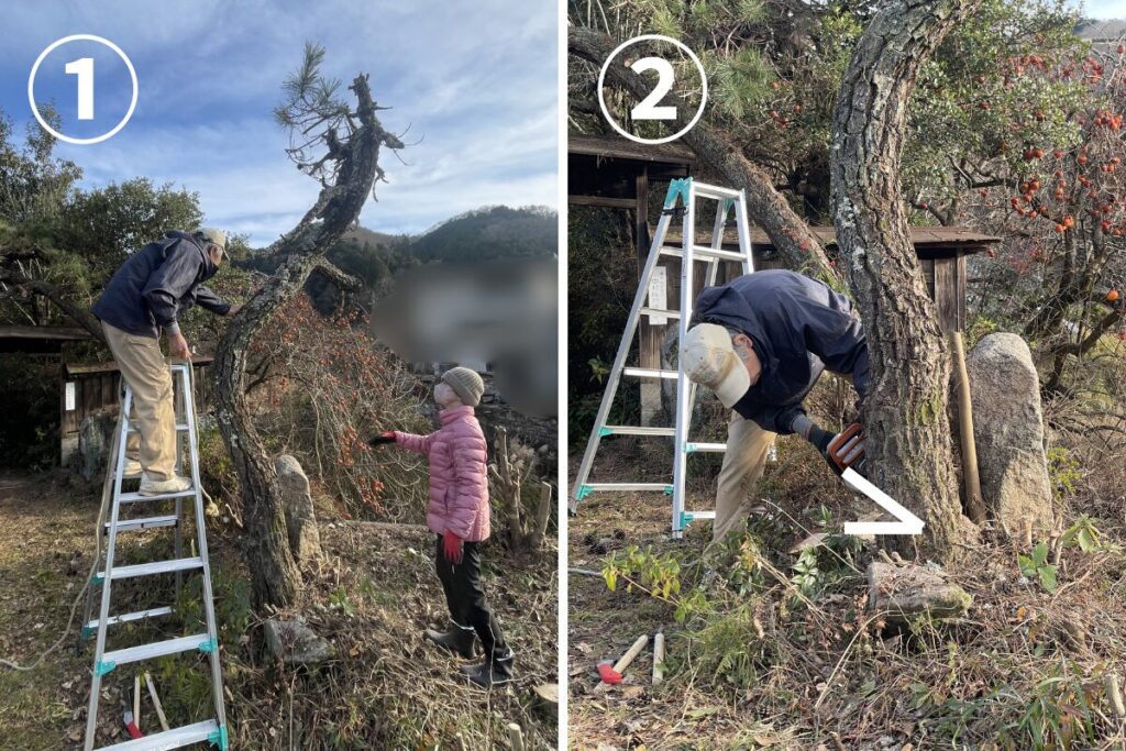 松の木伐採工程