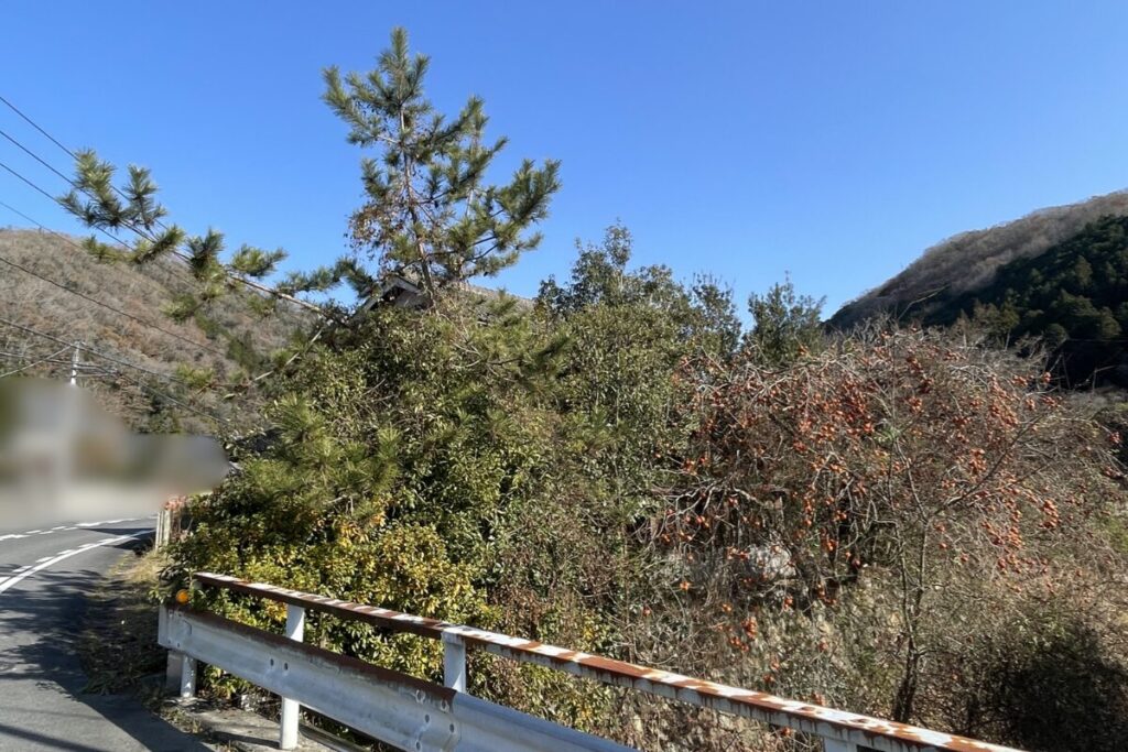 道路沿い植物作業前