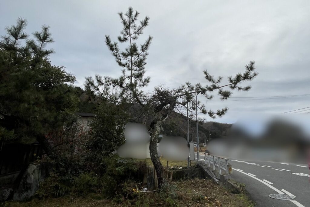 道路沿い植物途中経過